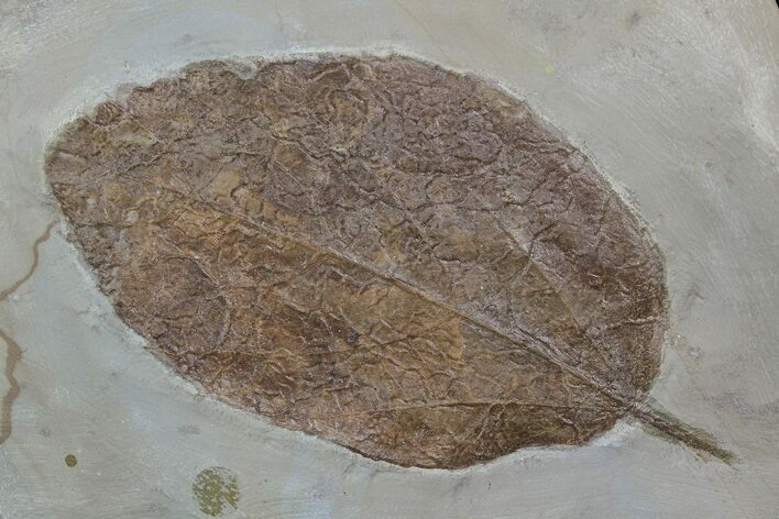 Detailed Fossil Leaf (Unidentified) - Montana #92592